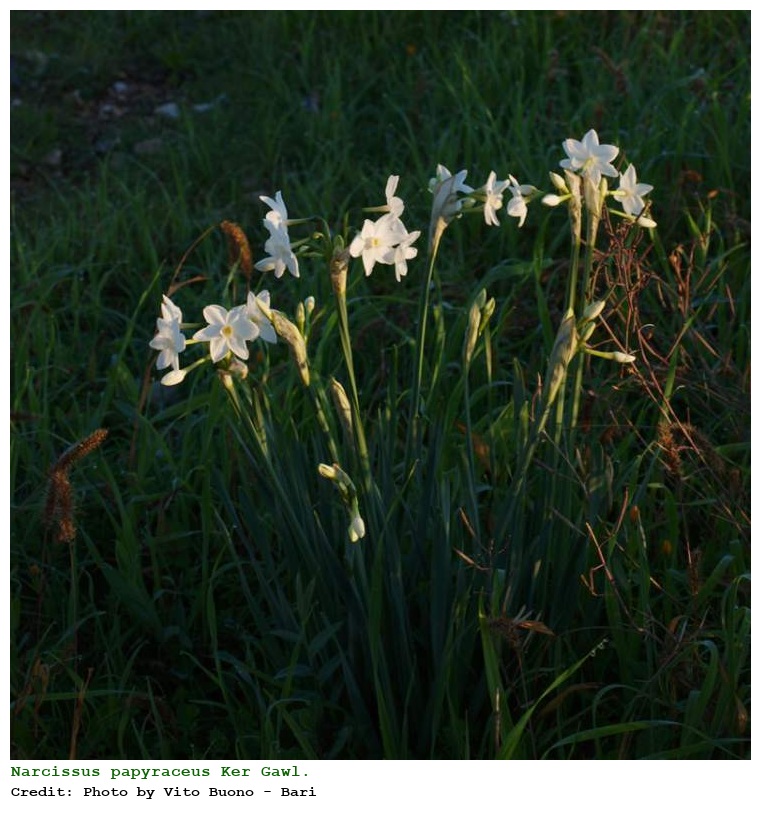 Narcissus papyraceus Ker Gawl.